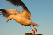 Klik hier voor een vergroting van de foto.