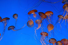 Klik hier voor een vergroting van de foto.