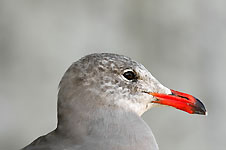 Klik hier voor een vergroting van de foto.