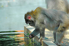 Klik hier voor een vergroting van de foto.