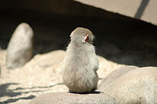 Klik hier voor een vergroting van de foto.