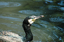 Klik hier voor een vergroting van de foto.