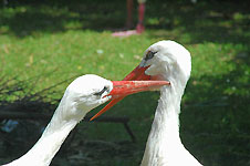 Klik hier voor een vergroting van de foto.