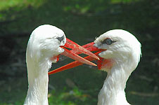 Klik hier voor een vergroting van de foto.