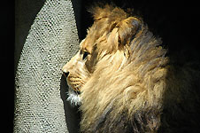 Klik hier voor een vergroting van de foto.