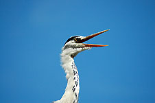 Klik hier voor een vergroting van de foto.