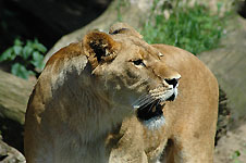 Klik hier voor een vergroting van de foto.