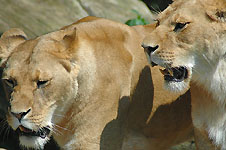 Klik hier voor een vergroting van de foto.