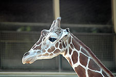 Klik hier voor een vergroting van de foto.