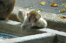 Klik hier voor een vergroting van de foto.