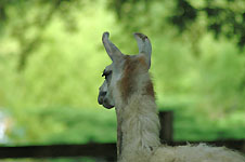 Klik hier voor een vergroting van de foto.