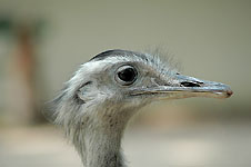 Klik hier voor een vergroting van de foto.