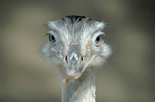 Klik hier voor een vergroting van de foto.