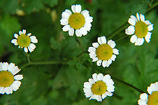 Klik hier voor een vergroting van de foto.