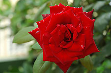 Klik hier voor een vergroting van de foto.