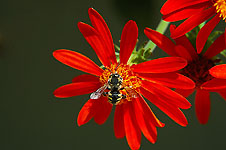 Klik hier voor een vergroting van de foto.