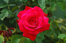 Klik hier voor een vergroting van de foto.