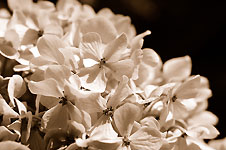 Klik hier voor een vergroting van de foto.