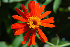 Klik hier voor een vergroting van de foto.