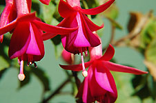 Klik hier voor een vergroting van de foto.