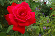 Klik hier voor een vergroting van de foto.