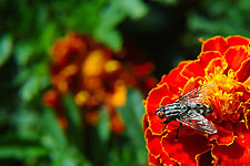 Klik hier voor een vergroting van de foto.