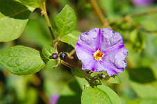 Klik hier voor een vergroting van de foto.