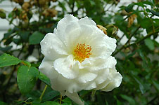 Klik hier voor een vergroting van de foto.