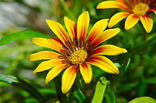 Klik hier voor een vergroting van de foto.