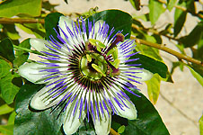 Klik hier voor een vergroting van de foto.