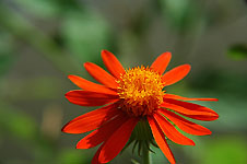 Klik hier voor een vergroting van de foto.