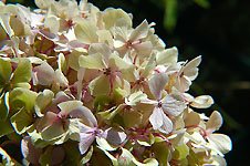 Klik hier voor een vergroting van de foto.