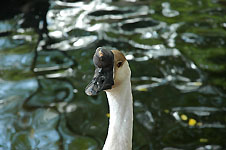 Klik hier voor een vergroting van de foto.