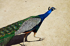 Klik hier voor een vergroting van de foto.