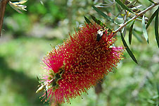 Klik hier voor een vergroting van de foto.