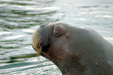 Klik hier voor een vergroting van de foto.