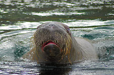 Klik hier voor een vergroting van de foto.