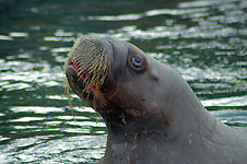 Klik hier voor een vergroting van de foto.