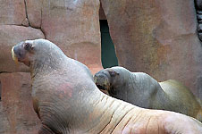 Klik hier voor een vergroting van de foto.