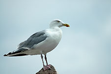 Klik hier voor een vergroting van de foto.