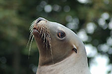 Klik hier voor een vergroting van de foto.