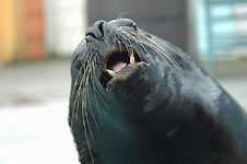 Klik hier voor een vergroting van de foto.