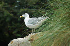 Klik hier voor een vergroting van de foto.