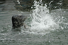 Klik hier voor een vergroting van de foto.