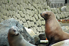 Klik hier voor een vergroting van de foto.