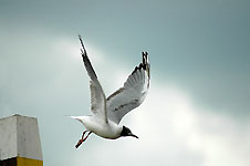 Klik hier voor een vergroting van de foto.