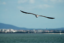 Klik hier voor een vergroting van de foto.