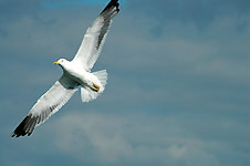 Klik hier voor een vergroting van de foto.