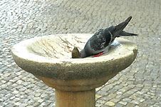 Klik hier voor een vergroting van de foto.