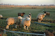 Klik hier voor een vergroting van de foto.